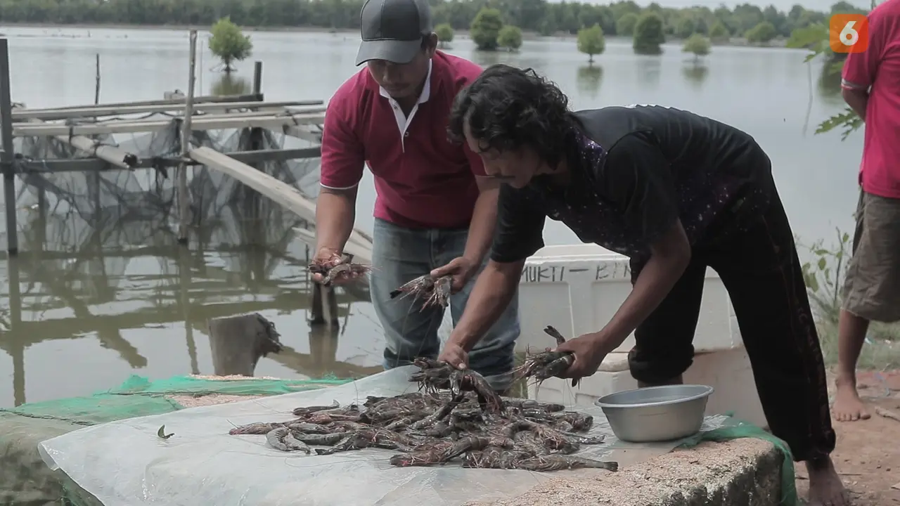 Udang Windu Muara Badak