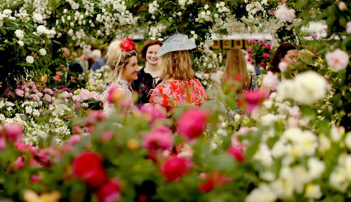 Pengunjung berdiri dekat bunga mawar yang dipajang pada RHS (Royal Horticultural Society) Chelsea Flower Show, London, Senin (21/5). Festival tahunan ini yang diadakan selama lima hari pada bulan Mei oleh Royal Horticultural Society. (AP/Matt Dunham)
