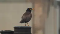 Bocah Laki-Laki Ini Mampu Tirukan Kicauan Berbagai Jenis Burung