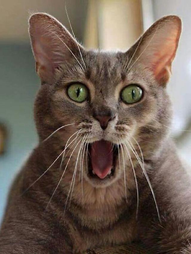 6 Potret Kucing Terlihat Kaget Ini Lucu, Bola Mata Melotot