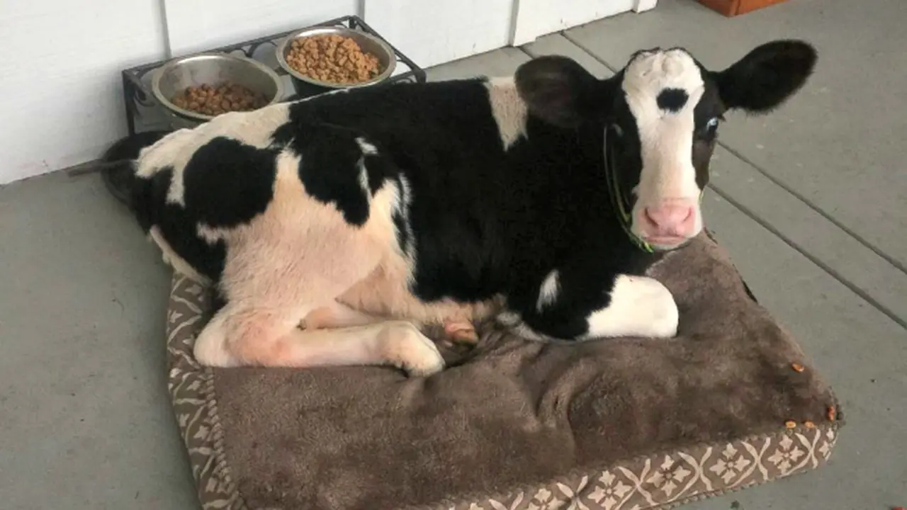 Ketika Anak Sapi Alami Krisis Identitas