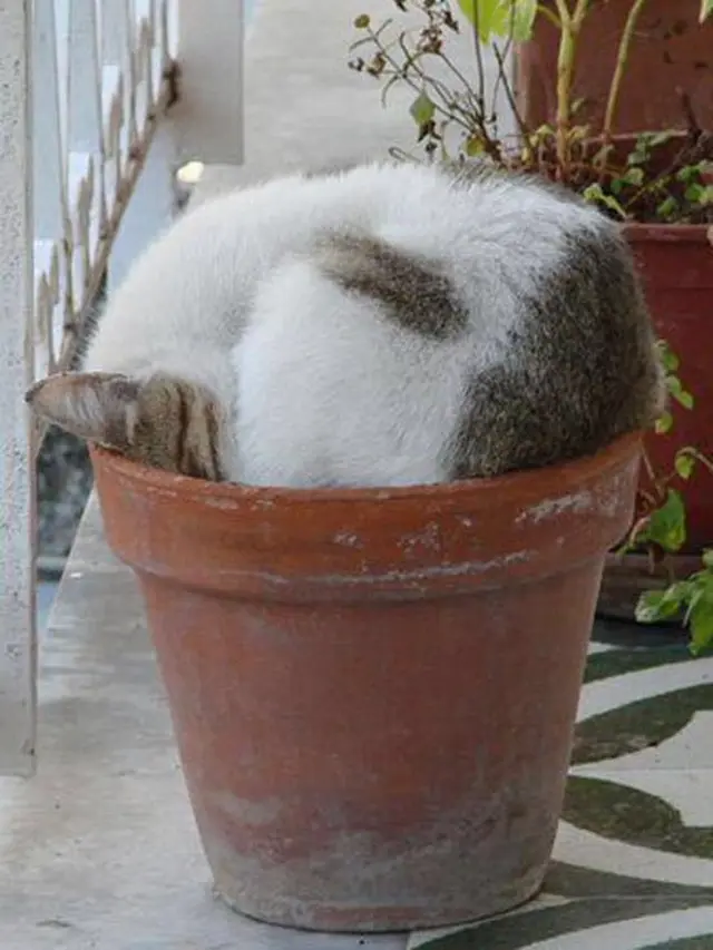 7 Kelakuan Kucing Tidur di Tempat Tak Biasa, Bikin Geleng Kepala