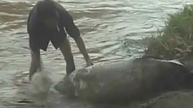 Warga Garut Kembali Menemukan Ikan Raksasa