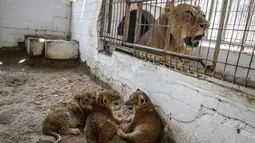 Tiga bayi singa yang baru lahir berada di dalam kandang di sebuah kebun binatang di Rafah, Jalur Gaza (8/9/2019). Kehadiran tiga bayi singa ini menambah koleksi satwa sebuah kebun binatang tersebut. (AFP Photo/Said Khatib)