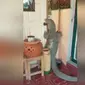 Seekor kadal berukuran raksasa tertangkap kamera berusaha masuk ke dalam rumah warga dari pintu depan