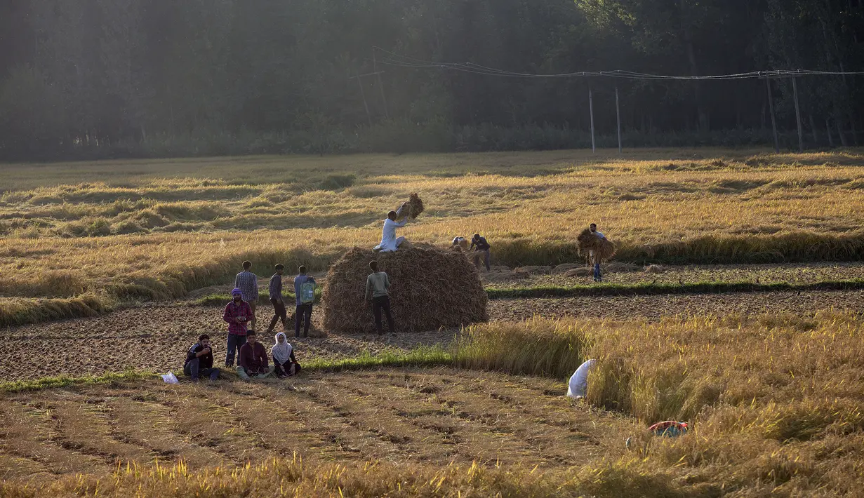Sejumlah petani memanen padi di sebuah sawah di Desa Awantipora, Distrik Pulwama dekat Kota Srinagar, Kashmir yang dikuasai India (23/9/2020). (Xinhua/Javed Dar)