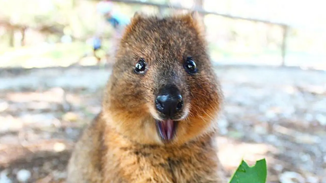 [Bintang] 10 Potret Quokka, Hewan Paling Bahagia Se-dunia!