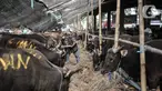 Petugas mendata sapi yang akan dijadikan hewan kurban di Rumah Pemotongan Hewan (RPH) PD Dharma Jaya, Cakung, Jakarta, Kamis (30/7/2020). Menjelang Hari Raya Idul Adha 2020, RPH PD Dharma Jaya melakukan berbagai persiapan. (merdeka.com/Iqbal S. Nugroho)