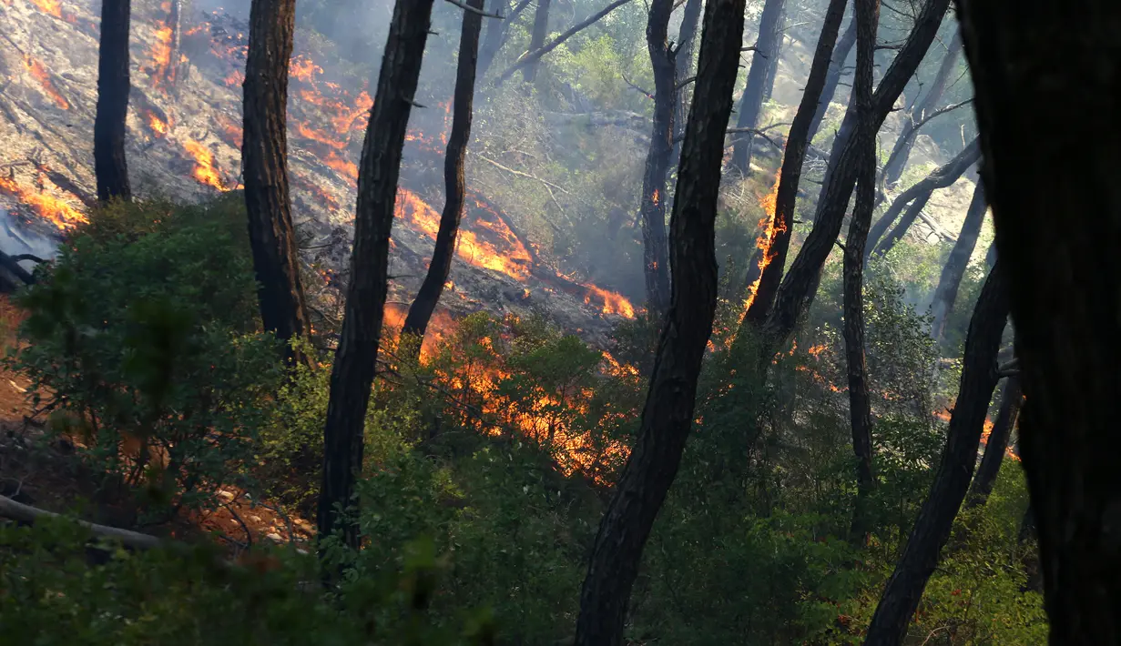 Kebakaran yang terjadi di Latakia saat ini dimulai pada hari Selasa di wilayah hutan; angin kencang dan medan pegunungan yang sulit dijangkau berkontribusi pada penyebaran api yang cepat. (LOUAI BESHARA / AFP)