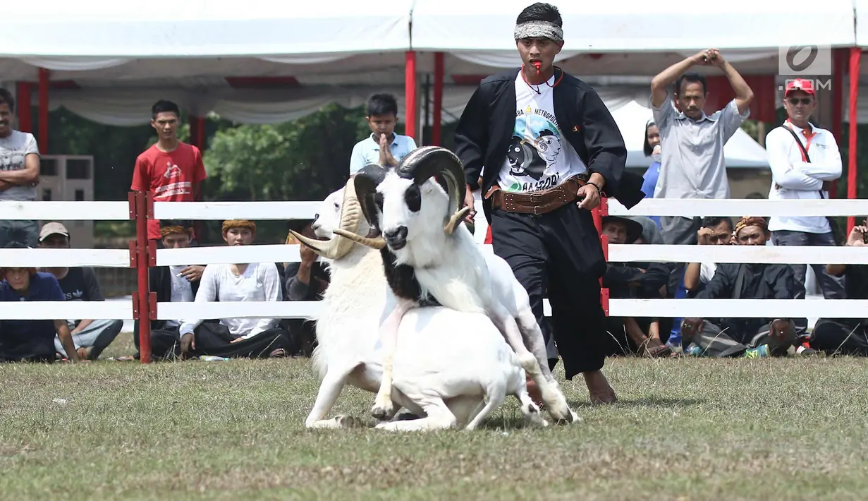 Dua domba saat mengikuti ketangkasan domba Garut dalam acara Jambore Peternakan Nasional 2017 di Buperta Cibubur, Jakarta, Sabtu (23/9). Lomba ini diikuti sebanyak 160 ekor domba.  (Liputan6.com/Herman Zakharia)