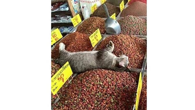 7 Bukti Kucing Hitam Lebih 'Bar-bar' Dibanding Kucing Oranye (sumber: Instagram.com/dunia.kocheng)