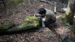 Seorang pria mengambil gambar lumut selama tur mengamati lumut di hutan Kita-Yatsugatake dekat kota Sakuho, Jepang, 9 Juni 2018. Menggemari lumut menjadi tren yang berkembang dalam beberapa tahun terakhir di Jepang. (BEHROUZ MEHRI/AFP)