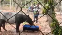 Tapir Terperosok di Perkebunan Sawit, Lokasinya Cuma 800 Meter dari Tol