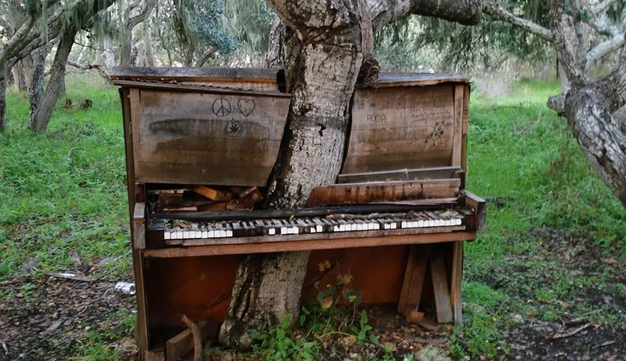 Sebuah piano tua di California ditumbuhi pohon tua dan besar. Seiring pertumbuhannya, si pohon membelah piano seolah-olah pohon tersebut tumbuh di antara piano. (Sumber: inovasee.com)