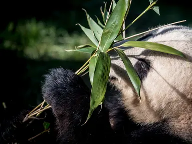 Panda raksasa, Xing Er berada di kandang barunya selama diperlihatkan kepada media di Kebun Binatang Kopenhagen, Denmark, Rabu (10/4). Sepasang giant panda bernama Xing Er dan Mao Sun yang baru tiba dari China menjadi penghuni baru Kebun Binatang Kopenhagen. (Mads Claus Rasmussen/Ritzau Scanpix/AFP)