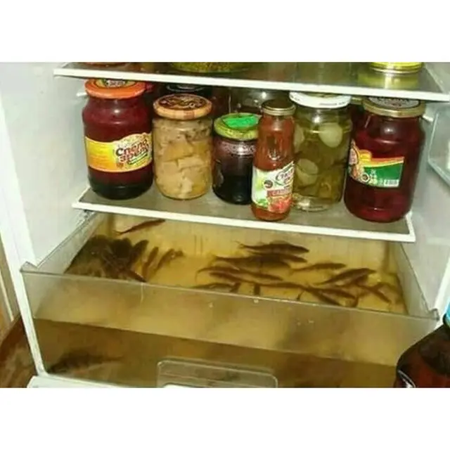 6 Akuarium Low Budget Ini Absurd Banget, Enggak Habis Pikir