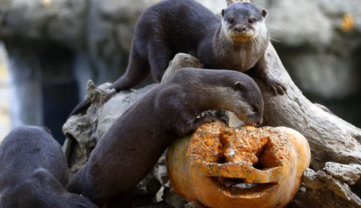 Sejumlah Berang-berang mendekati labu saat perayaan Halloween di Kebun Binatang Zoom Torino, Turin, Italia, Jumat (28/10). Tingkah unik diperlihatkan sejumlah hewan saat diberikan labu kepada mereka. (AFP PHOTO/Marco Bertorello)