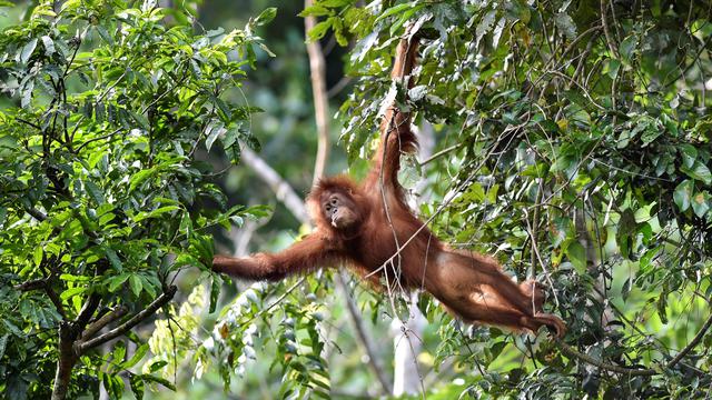 BKSDA Aceh Lepasliarkan Dua Orangutan Sumatera Sitaan