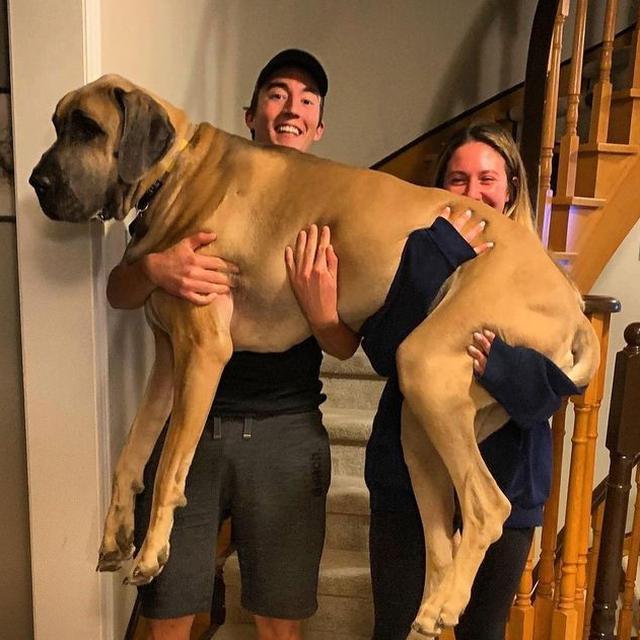 6 Potret Ukuran Tubuh Hewan Peliharaan Lebih Besar dari Majikan Ini Bikin Melongo