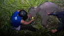 Petugas medis Balai Besar Konservasi Sumber Daya Alam (BBKSDA) Provinsi Riau merawat seekor anak gajah sumatera liar yang terluka di Siak, Riau, Rabu (16/10/2019). Gajah sumatera jantan berumur setahun itu terluka di kaki akibat jerat pemburu sehingga tertinggal dari kawanannya. (WAHYUDIE/AFP)