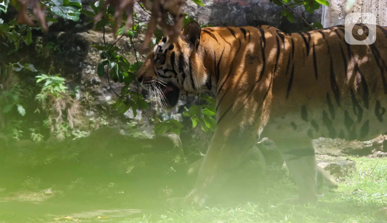 Seekor harimau terlihat di kandangnya di Taman Margasatwa Ragunan, Jakarta, Senin (28/2/2022). Tempat wisata di Jakarta ramai dikunjungi warga saat libur Isra Miraj 2022. (Liputan6.com/Herman Zakharia)