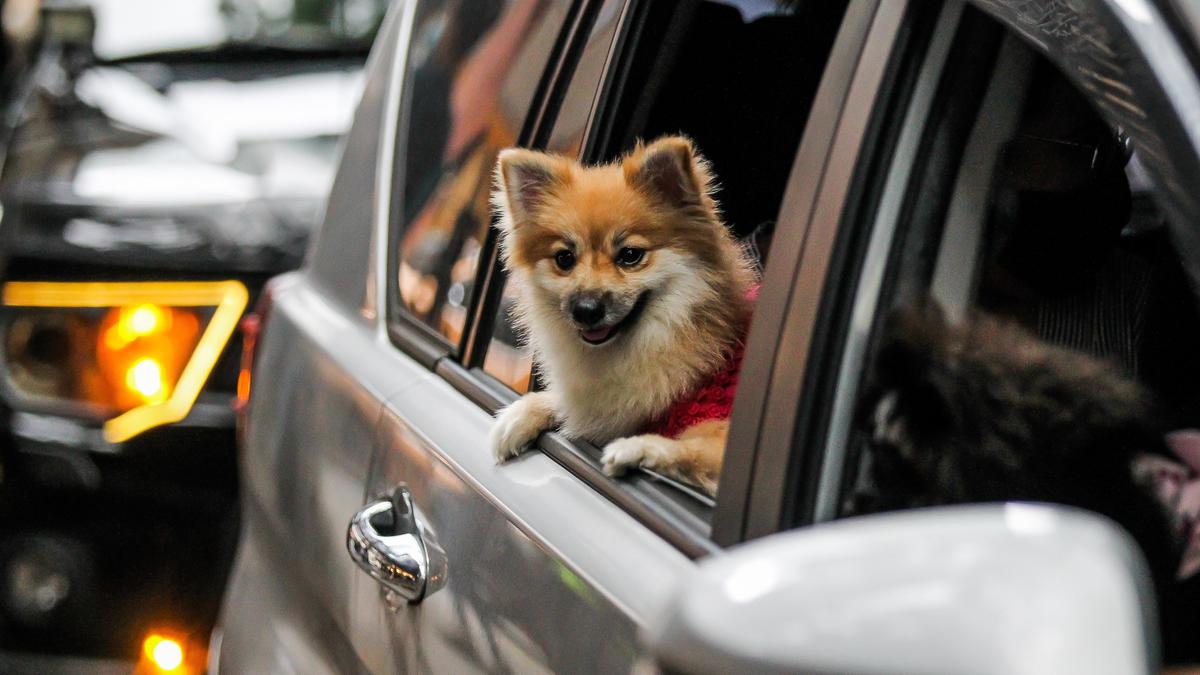 Tips Ampuh Menjaga Kabin Mobil Tetap Bersih Saat Membawa Hewan Peliharaan