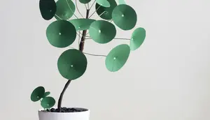 8 Daftar Tanaman Hias Daun Bundar Unik, Cocok untuk Percantik Sudut Rumah