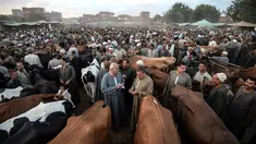 Aktivitas pedagang ternak dan pembeli menjelang Idul Adha di pasar Ashmun, Mesir, Rabu (15/8). Dalam Perayaan Idul Adha, umat islam di seluruh dunia akan menyembelih hewan ternak seperti kambing, domba, onta, sapi dan kerbau. (AFP/Mohamed el-Shahed)