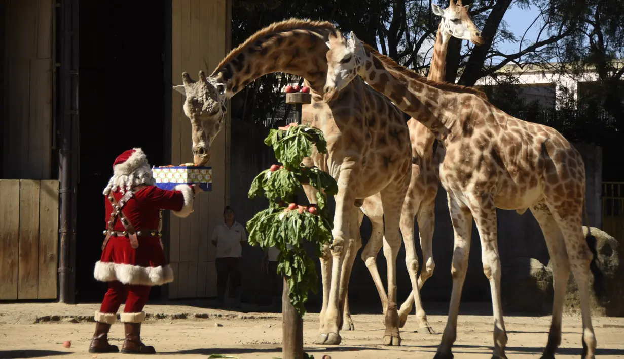 Seorang pria berpakaian Sinterklas memberikan hadiah berupa makanan kepada jerapah sebagai bagian dari tradisi Natal di Kebun Binatang La Aurora, Kota Guetemala, Selasa (20/12/2022). Setiap tahunnya kebun binatang mengundang warga disana untuk menghadiri kegiatan bersama hewan-hewan. (Orlando ESTRADA / AFP)