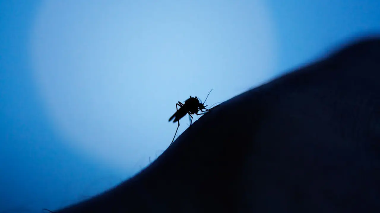 Musim Hujan Tiba, Waspadai Wabah ‘Super Malaria’!