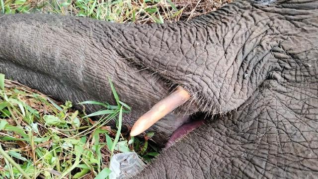 <span>Gajah mati yang ditemukan warga di Kabupaten Bengkalis karena tersengat listrik. (Liputan6.com/Dok BBKSDA Riau)</span>
