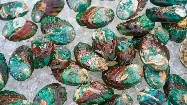 Cara Memilih Kerang Hijau yang Aman