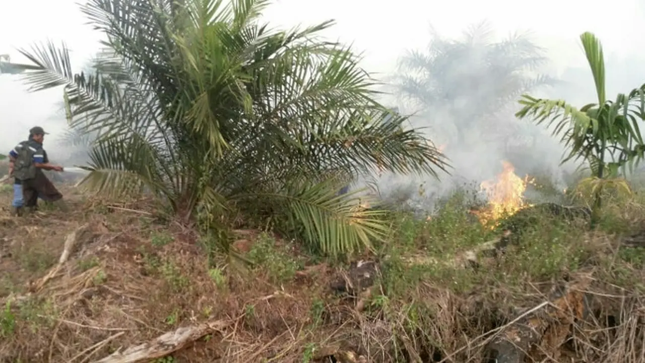 Beberapa warga Kota Dumai berusaha memadamkan kobaran api di lahan gambut.