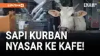 Seekor sapi kurban yang hendak disembelih kabur sejauh satu kilometer dan masuk ke dalam sebuah kafe di Kampung Teleng, Kecamatan Lima Kaum, Kabupaten Tanah Datar, Sumatera Barat.