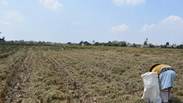 Sawah.