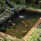 Cara Membuat Kolam DIY dengan Biaya Terjangkau, Solusi Taman Rumah Estetik