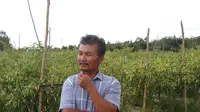Petani sukses Kalimantan raups jutaan dari menanam cabai (Liputan6.com / Rajana)