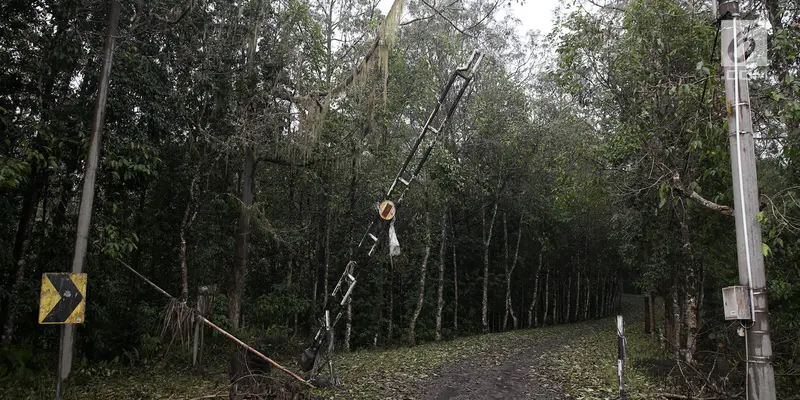 Sunyi Senyap, Pohon Tumbang dan Abu Vulkanik Selimuti Akses Jalan Dusun Sogra