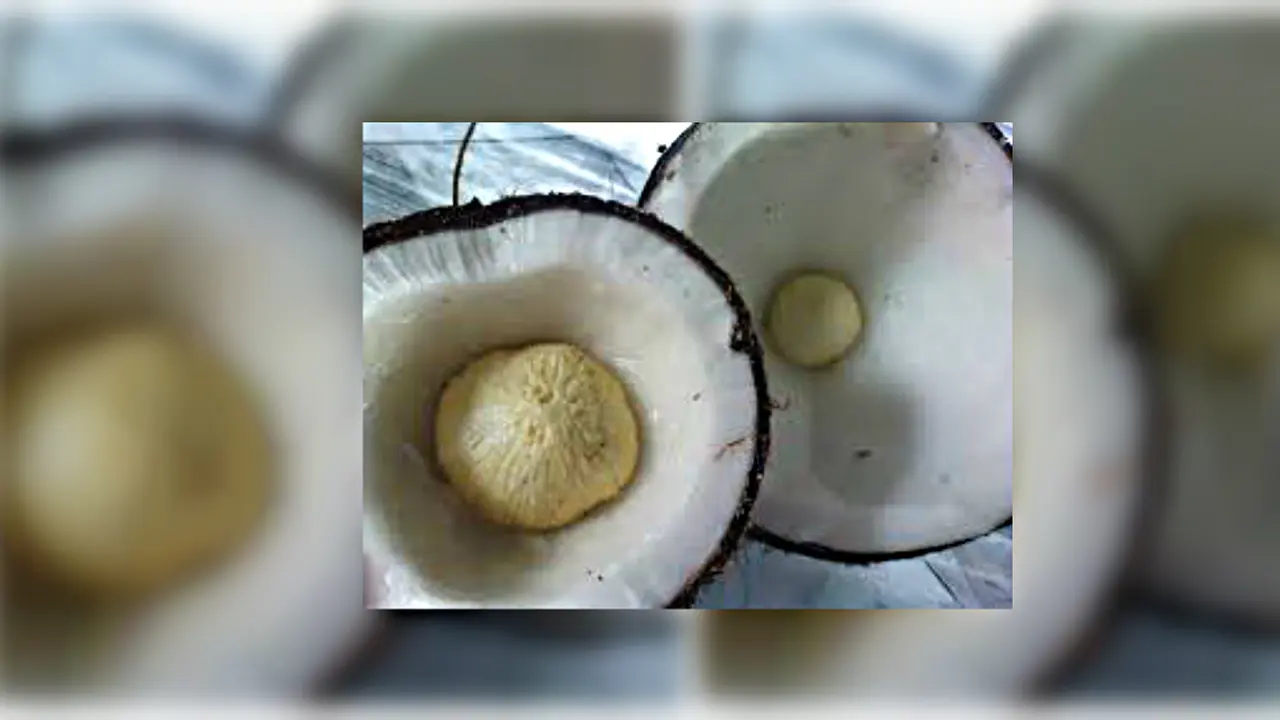 Tombong Kelapa, Raja Bone