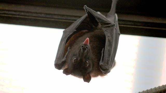 Ilustrasi kelelawar yang dianggap menjadi penyebab penyebaran virus corona