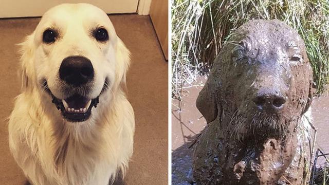 7 Potret Kocak Anjing Habis Bermain Lumpur Gemas Banget Citizen6 Liputan6 Com