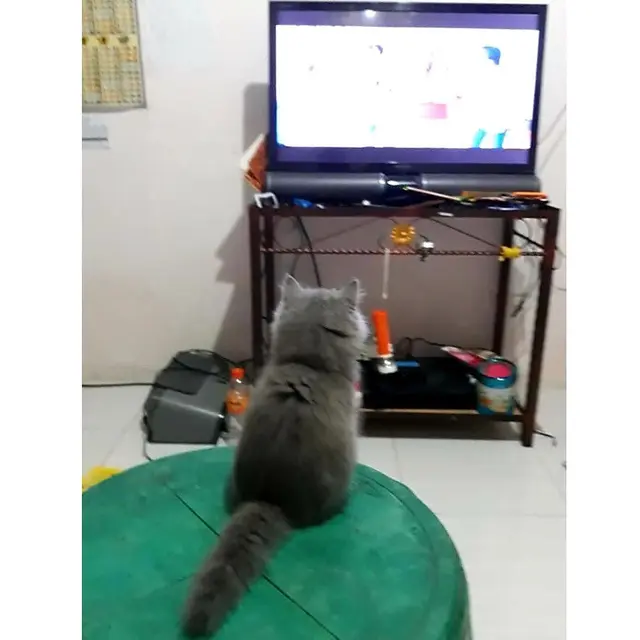 6 Tingkah Kucing Anteng Nonton TV Ini Lucu, Terlihat Menghayati