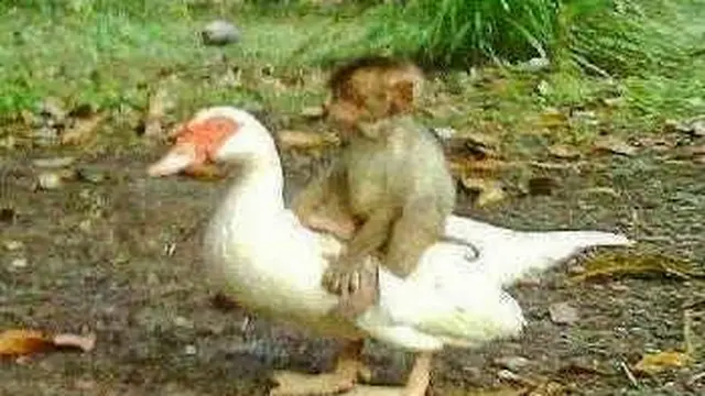 6 Potret Nyeleneh Monyet Naik Punggung Hewan Lain Bikin Geleng Kepala