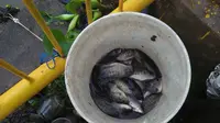 Daeng Roa menjala ikan mujair di Waduk Tunggu Pampang. (Liputan6.com/Eka Hakim)