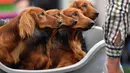 Empat anjing bersiap mengikuti kompetisi Dog Show di Dortmund, Jerman, (13/10). Kompetisi ini akan berlangsung sampai 15 Oktober 2017. (AP Photo / Martin Meissner)