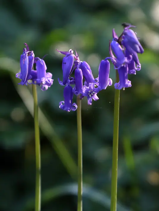 Bunga bluebells liar, yang mekar sekitar pertengahan April, mengubah lantai hutan menjadi biru, membentuk karpet di Hallerbos, juga dikenal sebagai 'Hutan Biru', dekat Halle, Belgia (18/4). Meski liar, Pemandangan bunga  bluebell terlihat sangat indah. (Reuters/Yves Herman)