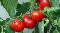 Cara Menanam Tomat di Pot (sumber: Pixabay)
