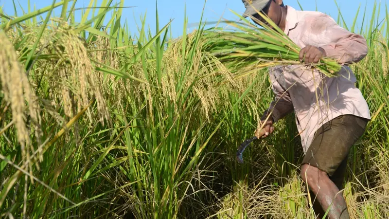 Seorang petani memanen padi yang dibudidayakan dengan teknik SRI Organik, varietas mentik wangi. (Foto: Liputan6.com/Muhamad Ridlo)