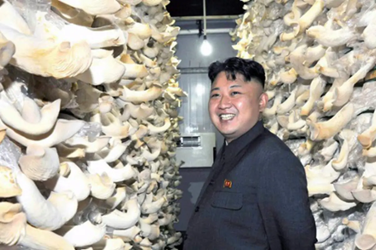 Korea Utara Kembangkan Jamur Untuk Minuman Olahraga