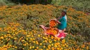 Seorang wanita Nepal mengumpulkan bunga marigold selama festival Tihar di Kathmandu, Nepal, (17/10). Festival Tihar di Nepal pada dasarnya setara dengan Deepavali di India dan tanah Hindu lainnya. (AP Photo/Niranjan Shrestha)